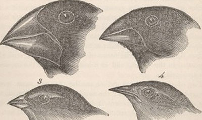 Strategies for faster R&D: Critical Observation