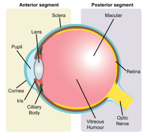 Internal structure of the eye