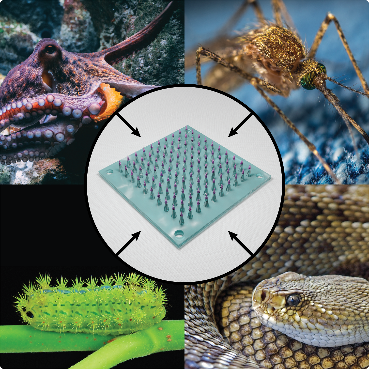 The next generation of microneedles; harnessing a billion years of evolution