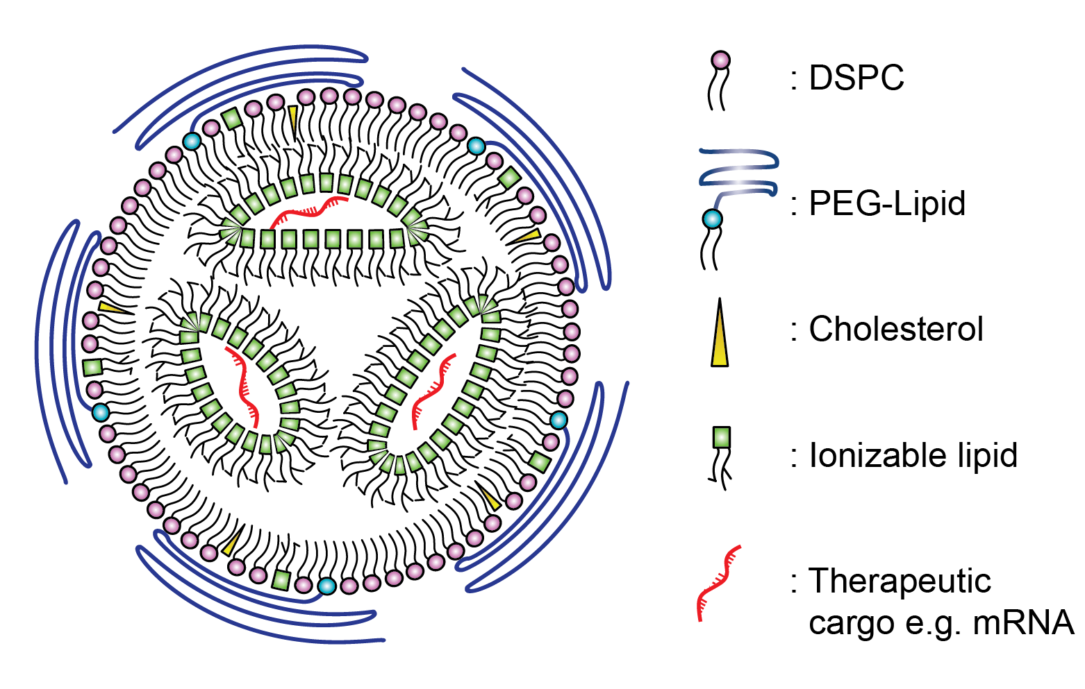 Bubble-Wrapped Remedies: How Lipid-Encased Therapeutics Could Transform Inhalation